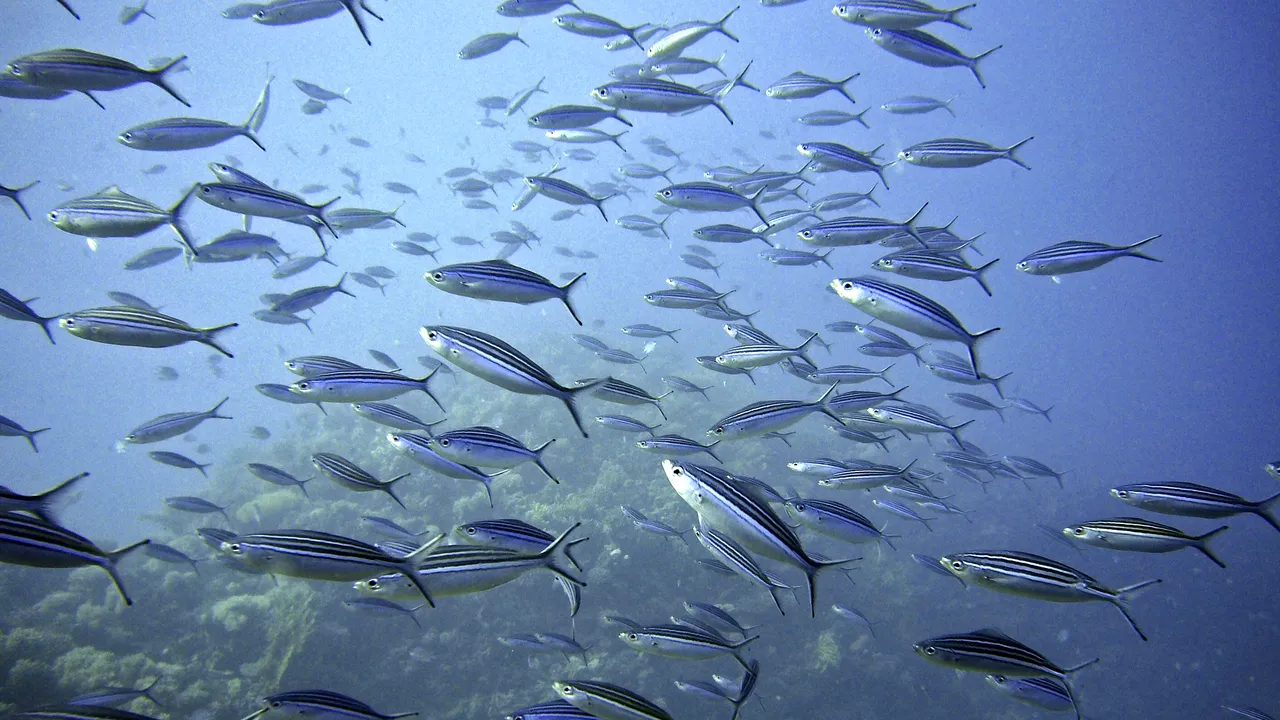 Recordul de temperatură în oceane a fost doborât. Fenomenul ar putea afecta întreaga planetă