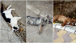 Val de cruzime într-un judeţ din România: Tot mai multe animale otrăvite, găsite pe străzi - FOTO