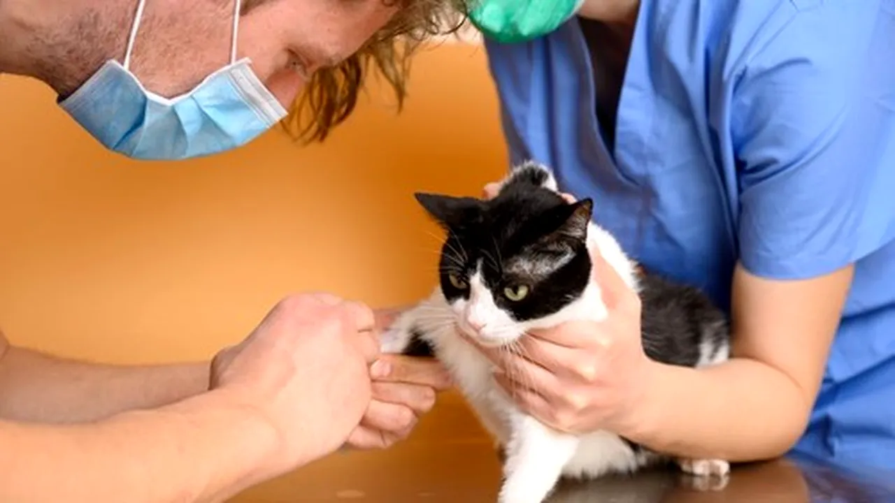 Rusia a înregistrat primul vaccin COVID-19 din lume pentru animale. Când va începe producţia la scară largă
