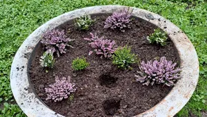 Florile din Parcul Cișmigiu, păzite de polițiști locali. Sute de flori au fost furate în câteva zile