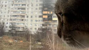Agresiunile comise împotriva animalelor, pedespsite aspru. O femeie a reţinută în Prahova, după ce a omorât o pisică