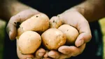 Cartoful are propria zi internațională. Cum a devenit una dintre cele mai importante culturi agricole