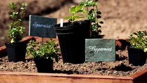 Propria fermă, soluţia pentru cei care vor să mănânce sănătos