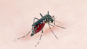 750 de milioane de ţânţari modificaţi genetic vor fi eliberaţi în Arhipelagul Florida Keys