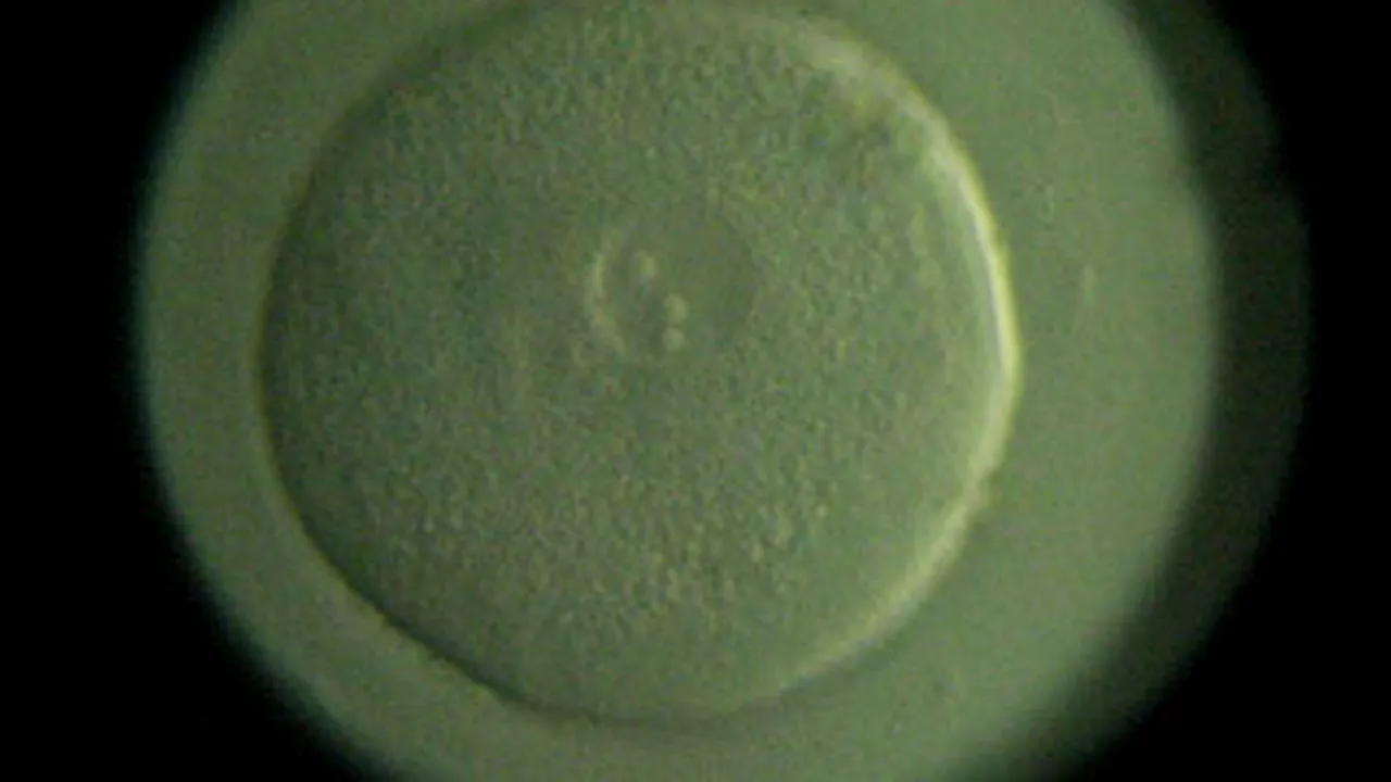MS: Unităţile sanitare pot efectua proceduri de inseminare artificială şi fertilizare in vitro