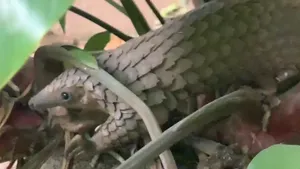 Experţi OMS: în afară de lilieci, un alt animal se află pe lista cercetătorilor ca posibilă sursă a pandemie de coronavirus