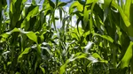 Produsele biologice ajută culturile să performeze prin utilizarea mai inteligentă a azotului