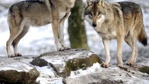 Lupii au pus stăpânire pe zona interzisă din Cernobîl: Radiaţiile, mai puţin dăunătoare animalelor decât oamenii