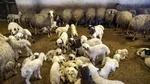 Povestea unei femei care a refuzat să plece dintr-o comunitate distrusă de cutremur pentru a salva oi