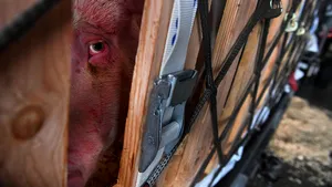 China a conformat un focar de pestă pornică africană în apropiere de Wuhan