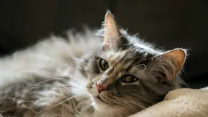 Ce înseamnă când pisica te privește și clipește lent, potrivit cercetătorilor