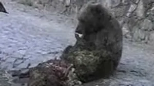 Un urs a a devorat o oaie în mijlocul unei străzi din Sinaia