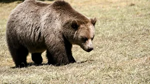 Urs semnalat în Miercurea Ciuc, în zona Ciba. Autoritățile au emis mesaj RO-Alert