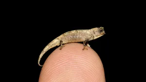 Nano-cameleonul, cea mai mică reptilă din lume cu o lungime de aproximativ 1 cm. Ce element i-a surprins pe cercetători