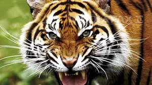 Raport WWF: Peste 50% din animalele sălbatice au dispărut de pe Terra în ultimii 40 de ani