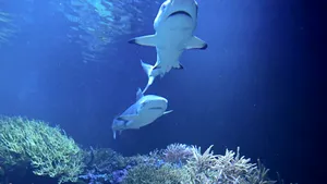 STUDIU Acidificarea oceanelor ar putea eroda arma vitală a prădătorilor acvatici