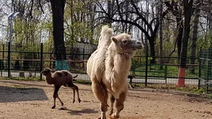 Atracţia de la Zoo: O cămilă adusă de la Circul Globus, la Grădina Zoologică Bucov, în urmă cu doi ani, a născut | FOTO