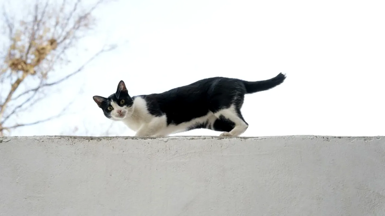 Cercetătorii au aflat de ce pisicile care cad aterizează pe picioare. Studiu publicat după 130 de ani de cercetări