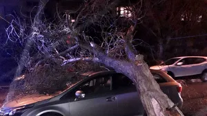 Un copac doborât de vânt a căzut peste o maşină în care se afla un copil de trei ani - FOTO