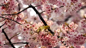 Sezonul cireşilor înfloriţi, declarat deschis în mod oficial, în Japonia