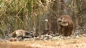Momentul sfâşietor în care un urs koala îşi descoperă „prietenul” mort, pe malul unui râu. FOTO