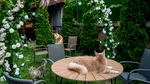 O cafenea cu 15 pisici Maine Coon se deschide în București: cafea de specialitate, relaxare și „giganți blânzi” cu personalitate
