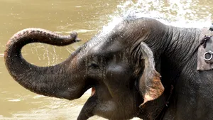 Un elefant a scăpat de dependenţa de heroină
