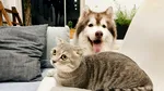 Orașele din Spania cu cele mai multe hoteluri care acceptă animale de companie