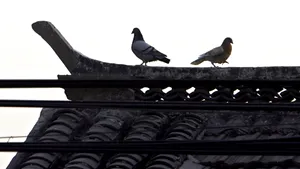 Porumbeii nu au voie să zboare în Beijing în ziua aniversării comuniştilor