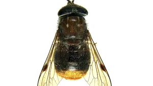O specie rară de muşte a primit numele cântăreţei Beyonce