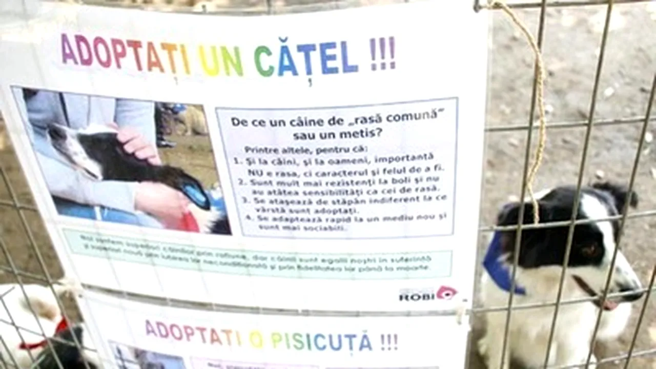 Animal Lovers Protest In Bucharest Over Plans To Euthanize Stray Dogs