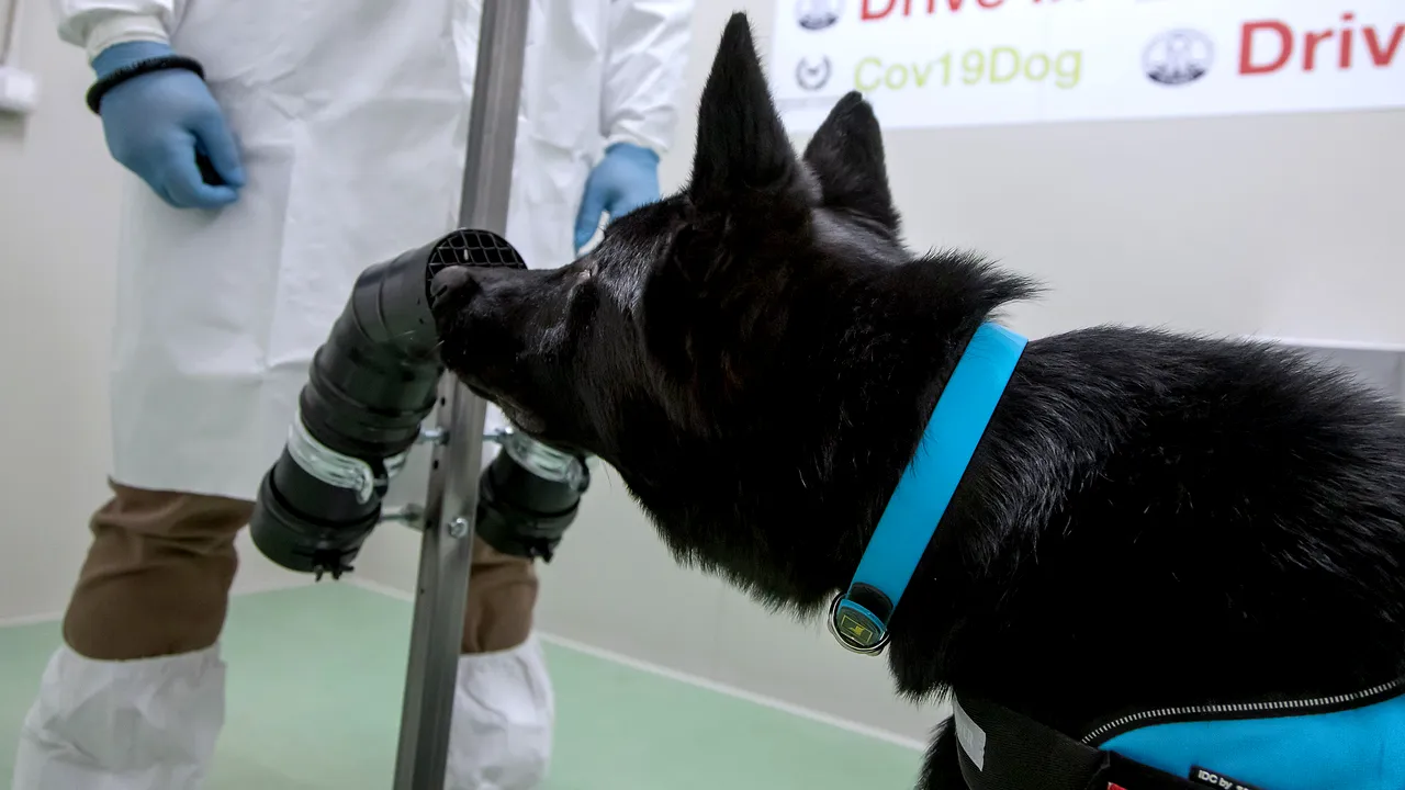 Câinii pot detecta coronavirusul. Mai multe trupe cunoscute şi-au mărit echipa cu membri care anunţă prezenţa virusului