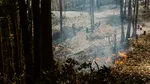 Numărul incendiilor la nivel mondial a atins un nivel record, pe fondul unor valuri de căldură „fără precedent”