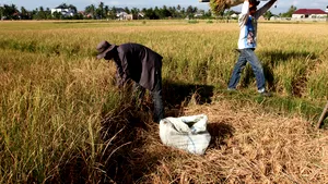 APIA: Aproape 691 milioane de euro au intrat în conturile fermierilor