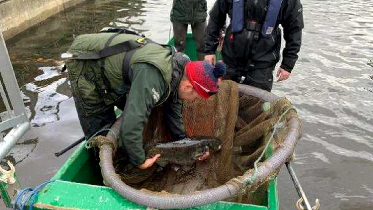 La EXTREME: Un peşte care „mânca raţe” a fost scos dintr-un lac, pentru siguranţa publică