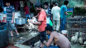 VIDEO Cruzime în pieţele din India: animale vii sacrificate fără milă şi fără igienă