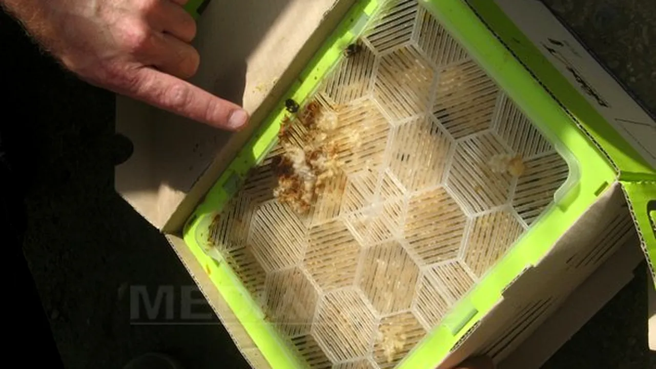 REPORTAJ: Culturi de legume şi fructe din vestul ţării, polenizate natural de bondari aduşi din Belgia - FOTO