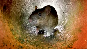 STUDIU: Un implant neuronal a permis şoarecilor paralizaţi să meargă din nou