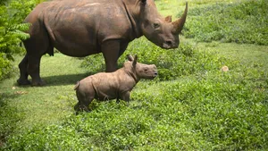 „În unele zile, nu ajunge pentru toată lumea”. O grădină zoologică celebră pentru reproducerea speciilor pe cale de dispariție raționează hrana animalelor