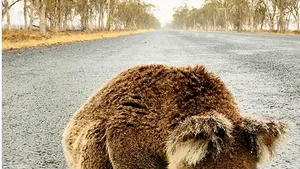 FOTO | Imaginea unui koala care bea apă de ploaie de pe o şosea a devenit virală