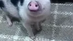 Porcii vietnamezi devin o alegere tot mai populară pentru oamenii care își doresc un animal de companie