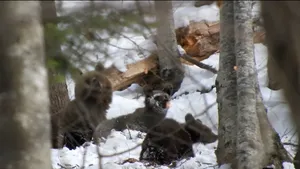 O ursoaică şi doi pui, filmaţi din apropiere într-o pădure din Munţii Bucegi