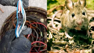 Cabluri roase de şoareci în Bucureşti. Rozătoarele au întrerupt funcţionarea unor semafoare