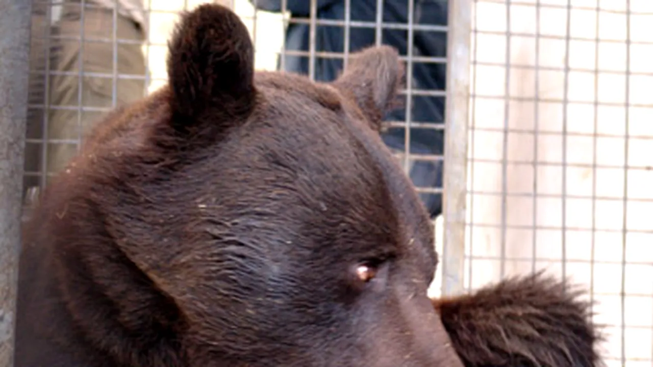 Ursul scăpat dintr-o cuşcă de la Grădina Zoologică din Braşov a fost prins