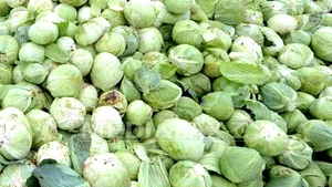 Varza, remediu împotriva migrenelor