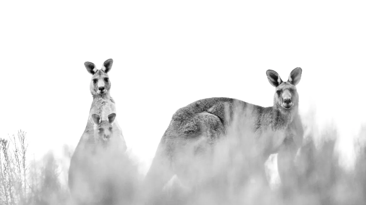 Cel mai mare pasaj pentru animale sălbatice din lume va fi inaugurat peste o șosea extrem de aglomerată