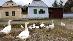 Circa 60 de localnici din Rafaila, judeţul Vaslui, au blocat accesul în Primărie