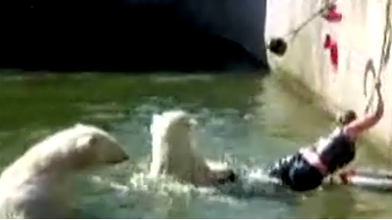Femeie atacată de un urs polar la o grădină zoologică din Berlin - VIDEO