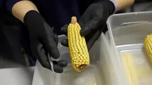 Tarifele lui Trump ar putea lăsa fermierii americani cu porumbul nevândut