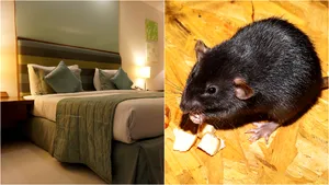 Metoda ingenioasă, bazată pe şobolani, folosită de un bărbat pentru a sta gratuit la hoteluri